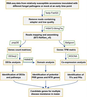 Comparative transcriptome meta-analysis reveals a set of genes involved in the responses to multiple pathogens in maize